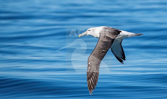White-capped Albatross (Thalassarche steadi) gliding low over the pacific ocean surface off Kaikoura, South Island, New Zealand. stock-image by Agami/Marc Guyt,