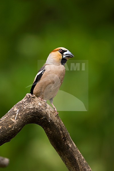 Appelvink op tak; Hawfinch on branch stock-image by Agami/Marc Guyt,