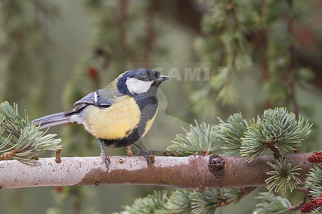 Great Tit - Kohlmeise - Parus major ssp. excelsus, Morocco, adult male stock-image by Agami/Ralph Martin,