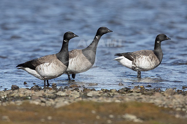 Brant Goose (Branta bernicla hrota), three adults standing in the water, Capital Region, Iceland stock-image by Agami/Saverio Gatto,