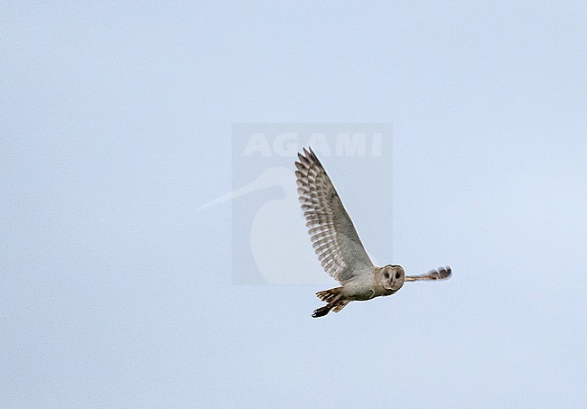 Eastern Grass Owl, Tyto longimembris, in the Philippines. stock-image by Agami/Pete Morris,