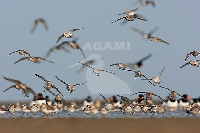 Dunlin - Alpenstrandläufer - Calidris alpina, Germany stock-image by Agami/Ralph Martin,