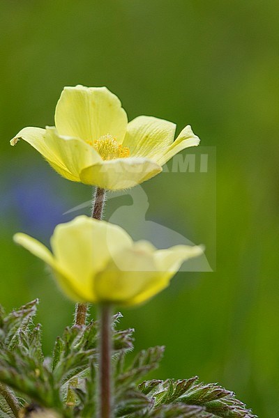 Gele alpenanemoon, Pulsatilla alpina subsp. apiifolia stock-image by Agami/Wil Leurs,