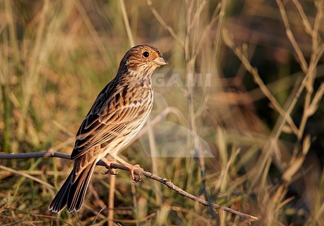 Grauwe Gors; Corn Bunting stock-image by Agami/Markus Varesvuo,
