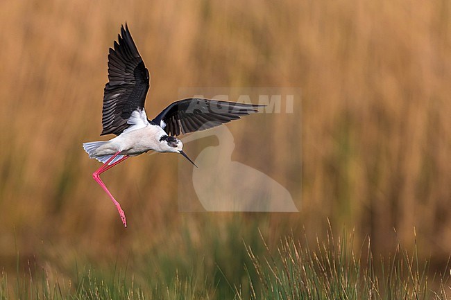 Steltkluut in vlucht; Black-winged Stilt in flight stock-image by Agami/Daniele Occhiato,