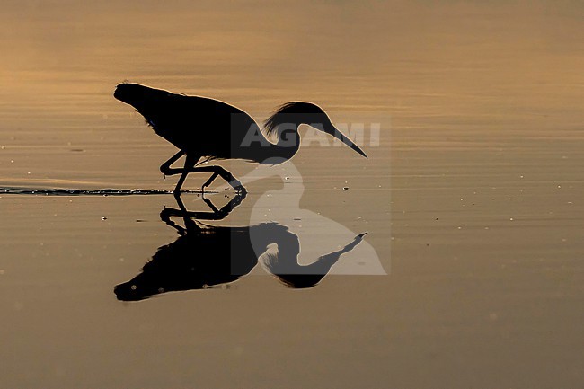 Snowy Egret (Egretta thula) hunting in morning light in Florida USA. stock-image by Agami/Marcel Burkhardt,