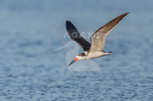 Black Skimmer (Rynchops niger) flying over water in Florida USA. stock-image by Agami/Marcel Burkhardt,