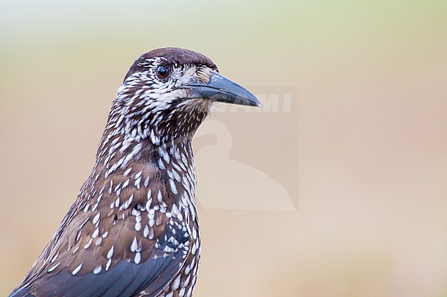 Very tame Spotted Nutcracker (Nucifraga caryocatactes macrorhynchos) in urban area in Wageningen in the Netherlands. Looking around. stock-image by Agami/Menno van Duijn,