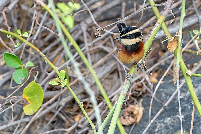 Elegant Crescentchest (Melanopareia elegans) in Northern Peru. stock-image by Agami/Dani Lopez-Velasco,