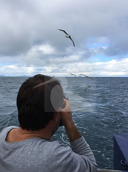 Wildlife photographer during chuming session near Pyramid Rock in the Chatham islands, New Zealand. The only breeding site of the Chatham Albatross. stock-image by Agami/Marc Guyt,