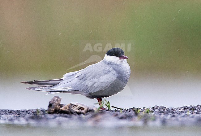 Adult Whiskered Tern (Chlidonias hybrida) standing on the ground in marshland in Hungary. stock-image by Agami/Marc Guyt,