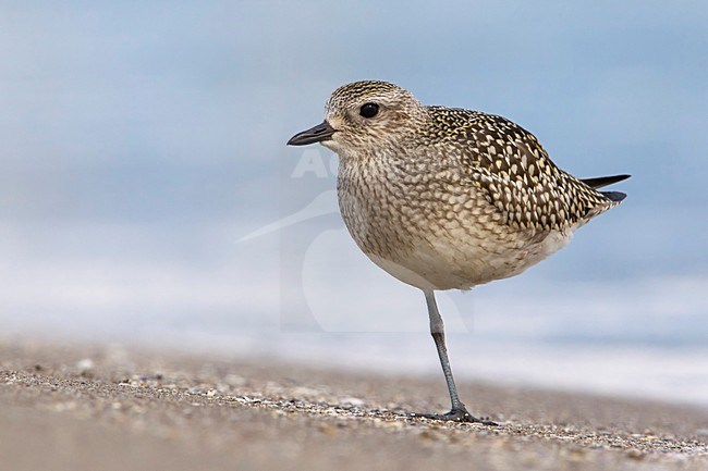 Zilverplevier; Grey Plover stock-image by Agami/Daniele Occhiato,