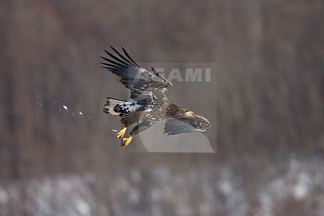 Zeearend onvolwassen; White-tailed Eagle immature stock-image by Agami/Marc Guyt,