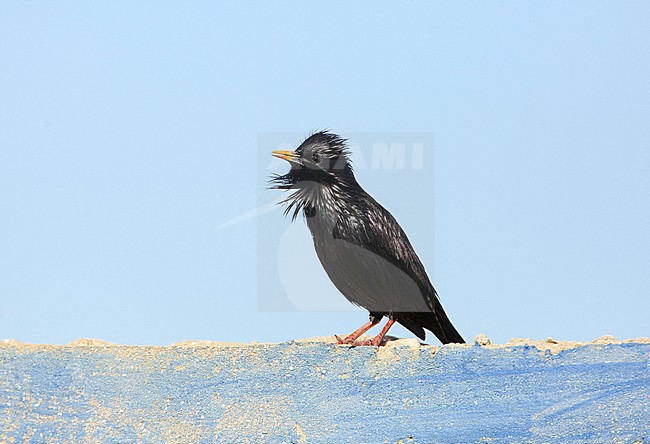 Zingende Zwarte Spreeuw; Singing Spotless Starling (Sturnus unicolor) stock-image by Agami/Arie Ouwerkerk,