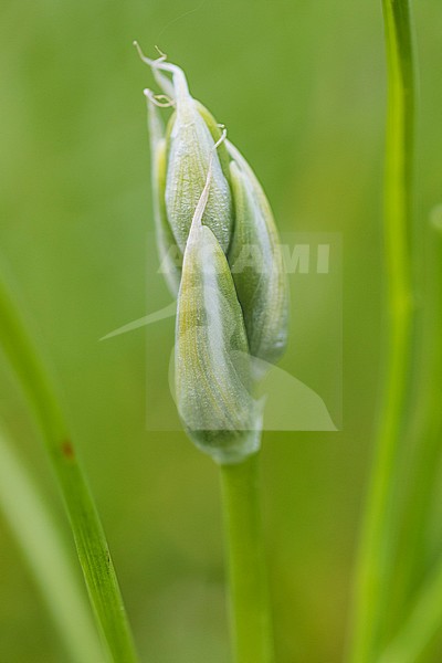 Drooping Star-of-Bethlehem flower stock-image by Agami/Wil Leurs,