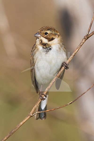 Reed Bunting (Emberiza schoeniclus), adult male perched on a stem stock-image by Agami/Saverio Gatto,
