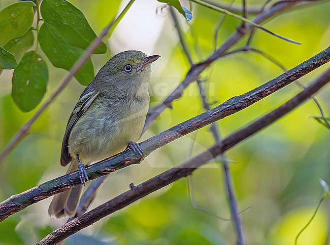 Jamaican Vireo (Vireo modestus) on Jaimaca. stock-image by Agami/Pete Morris,