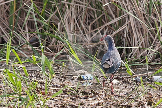 Purple Swamphen - Purpurhuhn - Porphyrio porphyrio ssp. caspius, Turkey, adult stock-image by Agami/Ralph Martin,