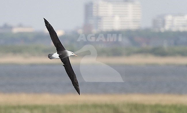 Black-browed Albatross (Thalassarche melanophris) in flight over lake showing upside at Sylt, Germany stock-image by Agami/Helge Sorensen,