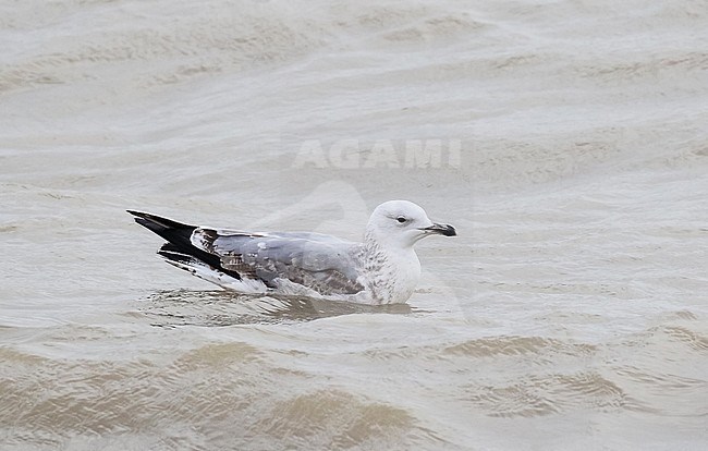 Second-winter Caspian Gull (Larus cachinnans) swimming in the sea. stock-image by Agami/Pete Morris,
