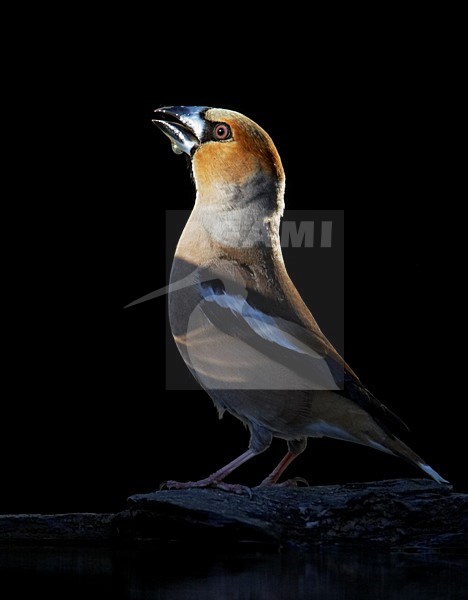 Appelvink water drinkend; Hawfinch drinking water stock-image by Agami/Markus Varesvuo,