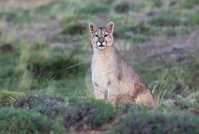 Wild Cougar (Puma concolor concolor) in Torres del Paine national park in Chile. stock-image by Agami/Dani Lopez-Velasco,