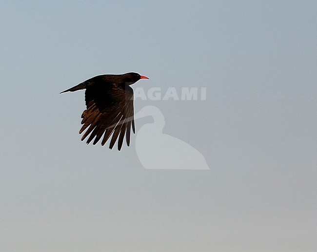 Red-billed Chough (Pyrrhocorax pyrrhocorax erythroramphos) flying along the Atlantic coast of Portugal. stock-image by Agami/Chris van Rijswijk,