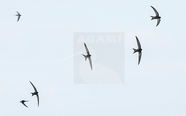 A flock of Common swifts (Apus apus) in flight stock-image by Agami/Lennart Verheuvel,