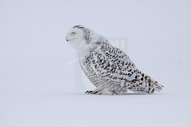 Sneeuwuil brakend een braakbal; Snowy Owl throwing up pellet stock-image by Agami/Chris van Rijswijk,