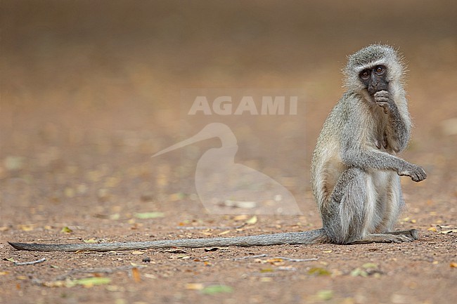Vervet Monkey (Chlorocebus pygerythrus) at Kruger National Park, South Africa. stock-image by Agami/Tom Friedel,
