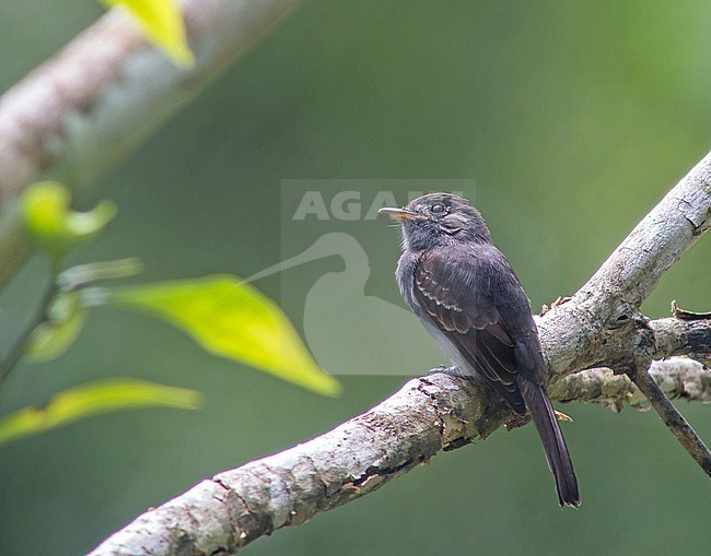 Blackish Pewee (Contopus nigrescens) in northern Peru. stock-image by Agami/Pete Morris,