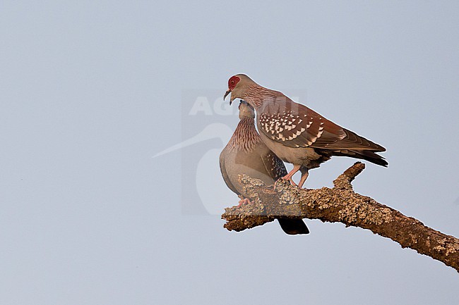 mating speckled pigeons (Columba guinea), also known as the African rock pigeon or Guinea pigeon at Bishangari in Ethiopia stock-image by Agami/Mathias Putze,