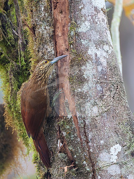 Strong-billed Woodcreeper (Xiphocolaptes promeropirhynchus) in Tandayapa valley, Ecuador. stock-image by Agami/Marc Guyt,