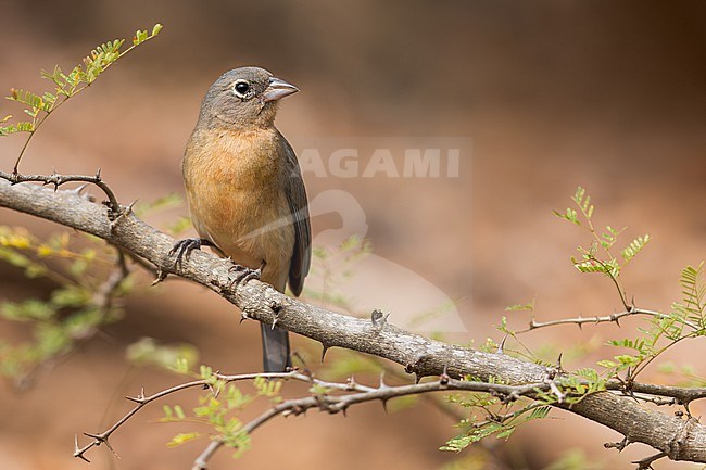 Rose-bellied Bunting (Passerina rositae) in mexico stock-image by Agami/Dubi Shapiro,