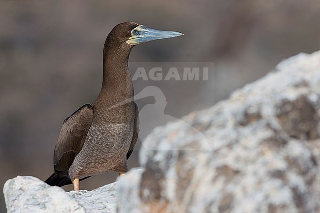 Brown Booby, juvnile, Raso, Cape Verde (Sula leucogaster) stock-image by Agami/Saverio Gatto,
