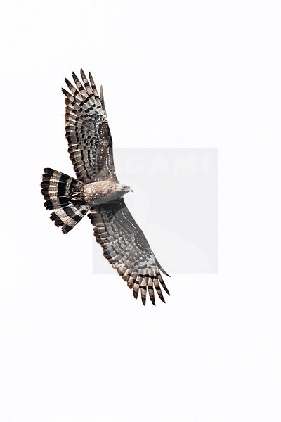 Oriental Honey Buzzard (Pernis ptilorhyncus) in flight stock-image by Agami/Josh Jones,