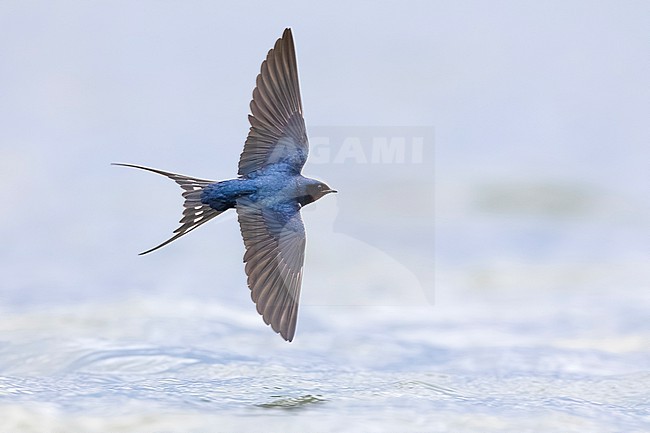 Barn Swallow (Hirundo rustica) in Italy. stock-image by Agami/Daniele Occhiato,