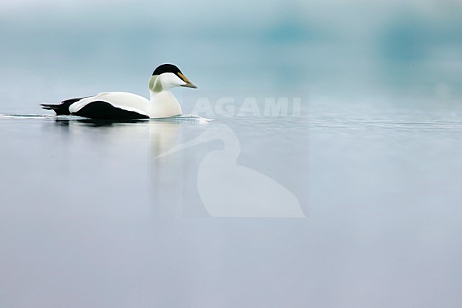 Zwemmend mannetje Eider; Swimming male Common Eider stock-image by Agami/Menno van Duijn,