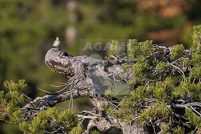 Woodlark - Heidelerche - Lullula arborea ssp. pallida; Cyprus, adult stock-image by Agami/Ralph Martin,