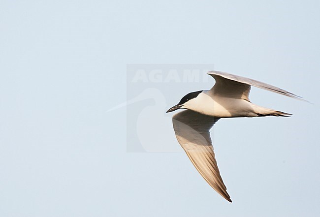 Volwassen Lachstern vliegend boven de zoutpannen op Lesbos; Gull-billed Tern adult flying above the saltpans on Lesvos, Greece stock-image by Agami/Marc Guyt,