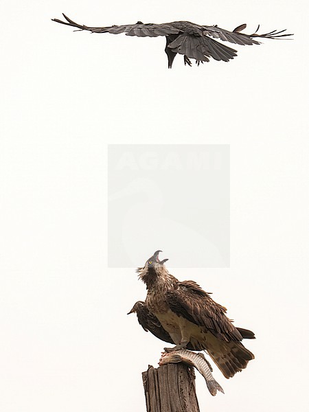 Osprey harassed by a crow stock-image by Agami/Han Bouwmeester,