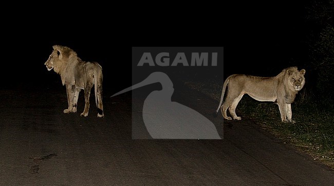 Two young male Lions (Panthera Leo) in Kruger National Park in South Africa. Standing on the road during the night. stock-image by Agami/Dani Lopez-Velasco,