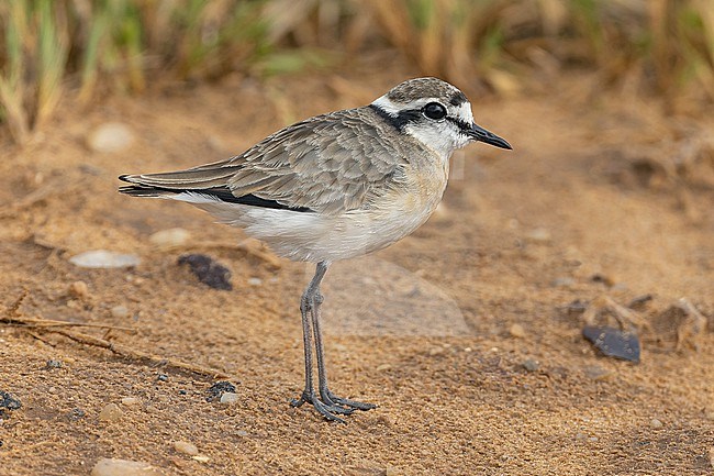 Kittlitz's plover (Charadrius pecuarius) in Angola. stock-image by Agami/Pete Morris,