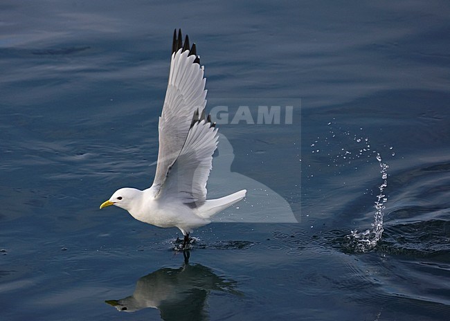 Drieteenmeeuw in vlucht; Black-legged Kittiwake in flight stock-image by Agami/Markus Varesvuo,