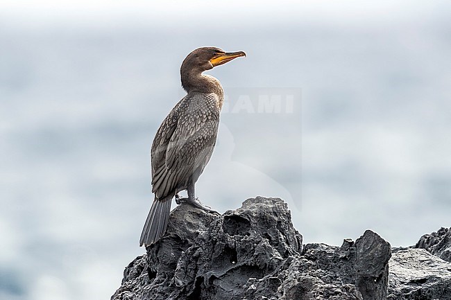 First winter Double-crested Cormorant (Phalacrocorax auritus) perched on a rock in old harbour of Corvo, Azores, Portugal. stock-image by Agami/Vincent Legrand,