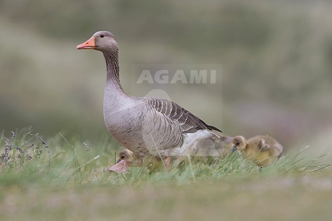 Greylag Goose with youngsters; Grauwe Gans met jongen stock-image by Agami/Arie Ouwerkerk,