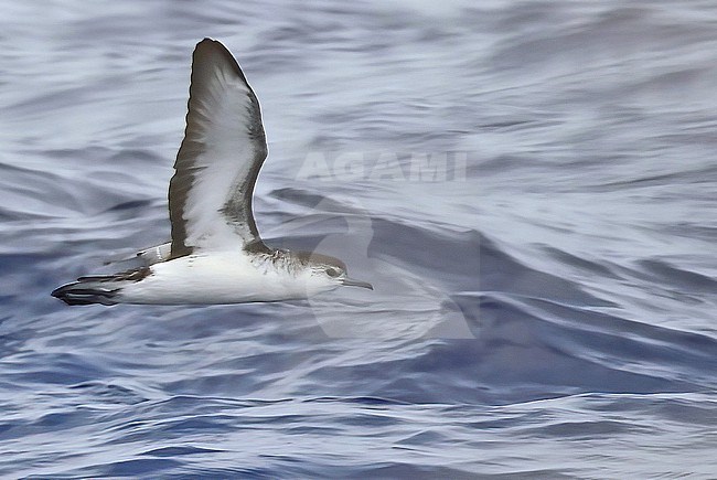 This Barolo Shearwater came by nicely by our boat, 60 miles north of Tenerife. stock-image by Agami/Eduard Sangster,
