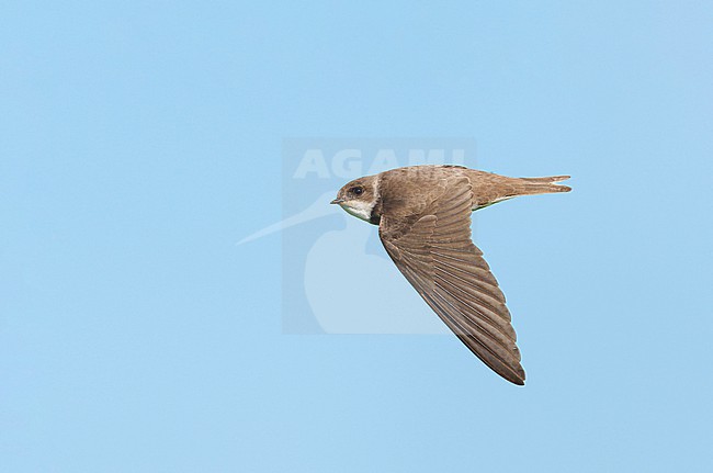 Adult Sand Martin (Riparia riparia) on migration flying in blue sky, in sideview, showing upperparts stock-image by Agami/Ran Schols,