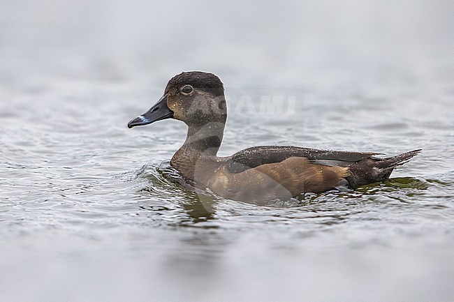 Ringsnaveleend; Ring-necked Duck, Aythya collaris stock-image by Agami/Daniele Occhiato,