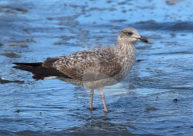 Tweede jaars Kleine Mantelmeeuw, Second year Lesser Black-backed Gull stock-image by Agami/Karel Mauer,